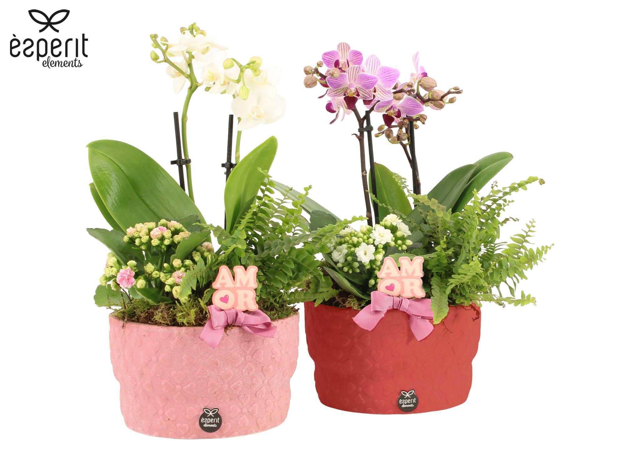 22046: Lovess arrangement, D 17