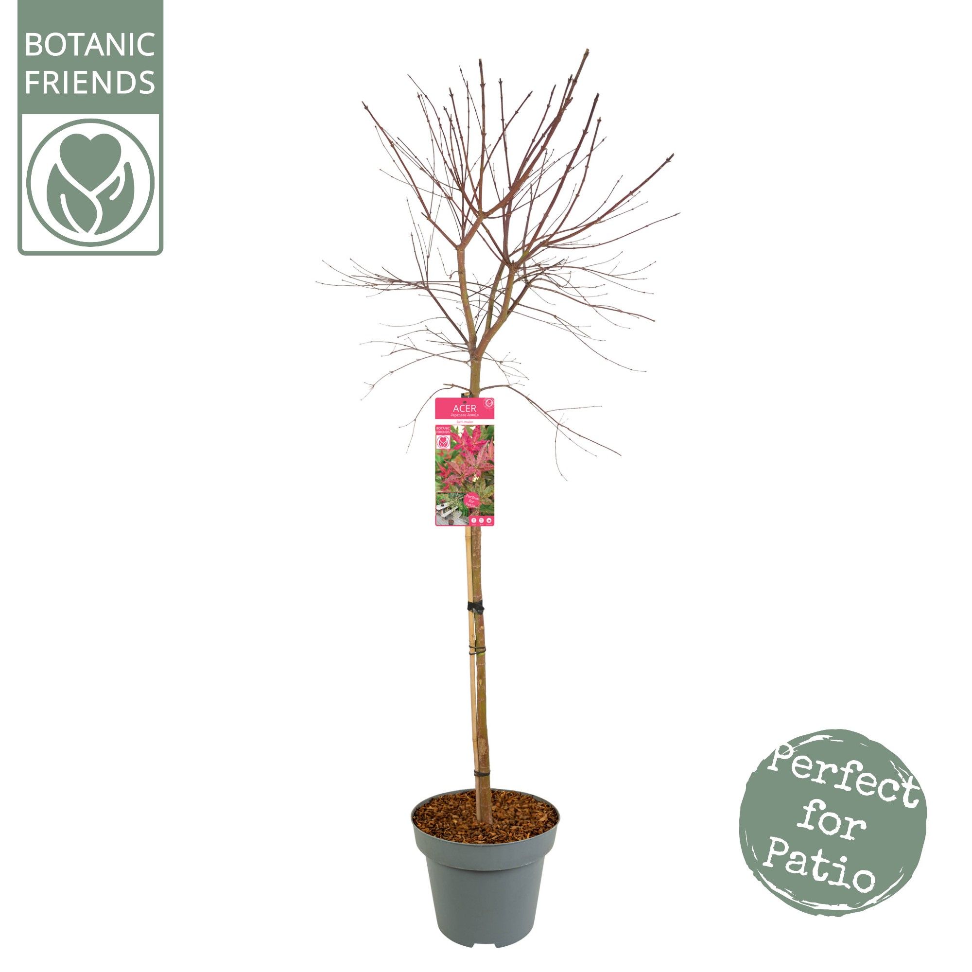 Acer palm. 'Beni Maiko' C14 halfstam, D 30