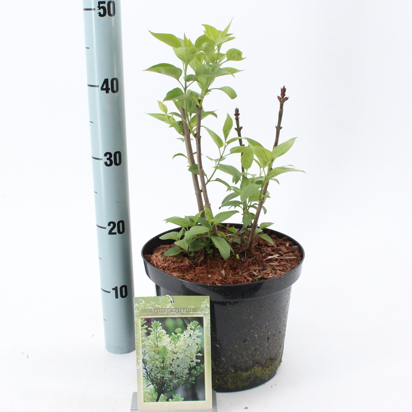 Syringa vulg. 'Primrose', D 23 cm