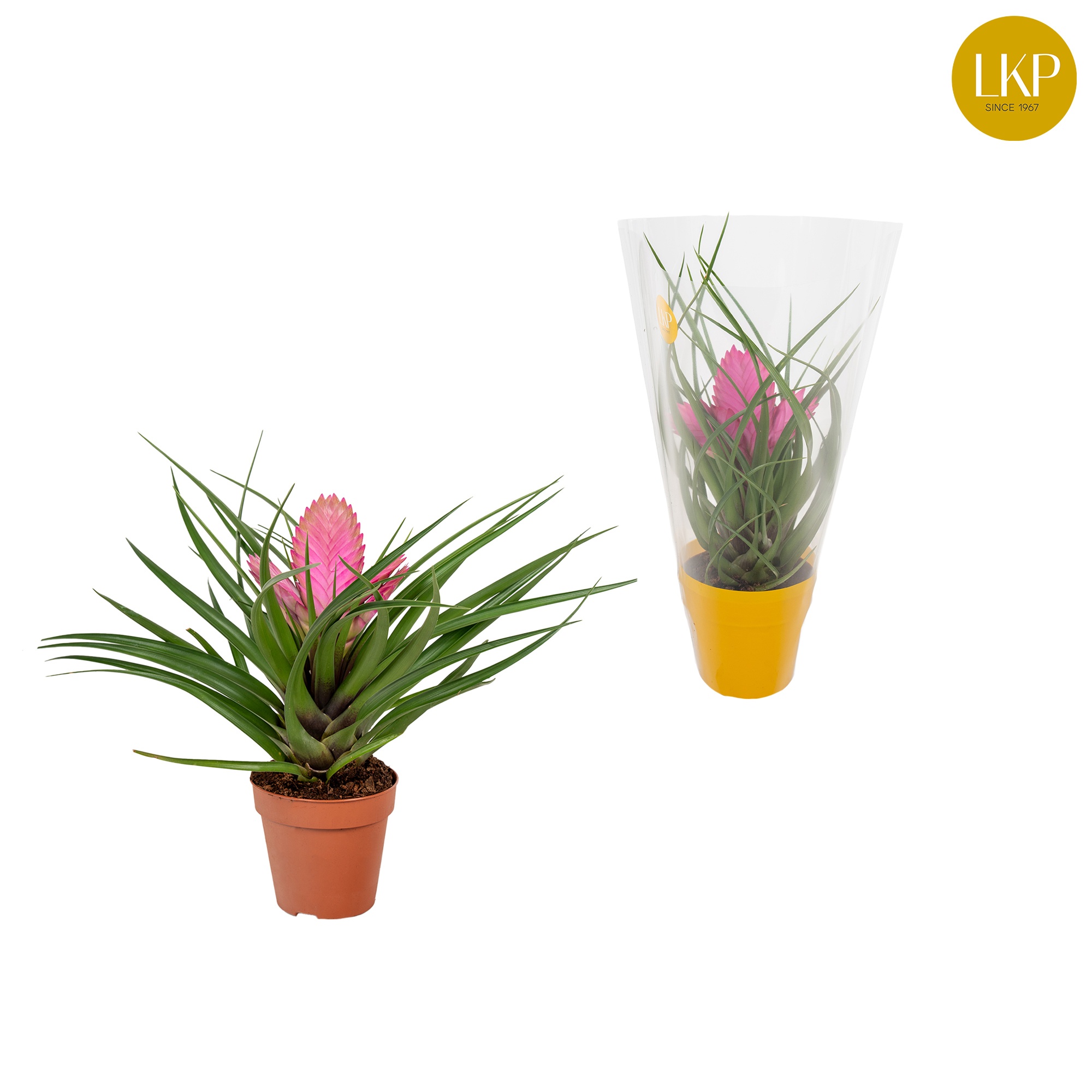 Tillandsia Josee Roze (Met Hoes), D 10,5
