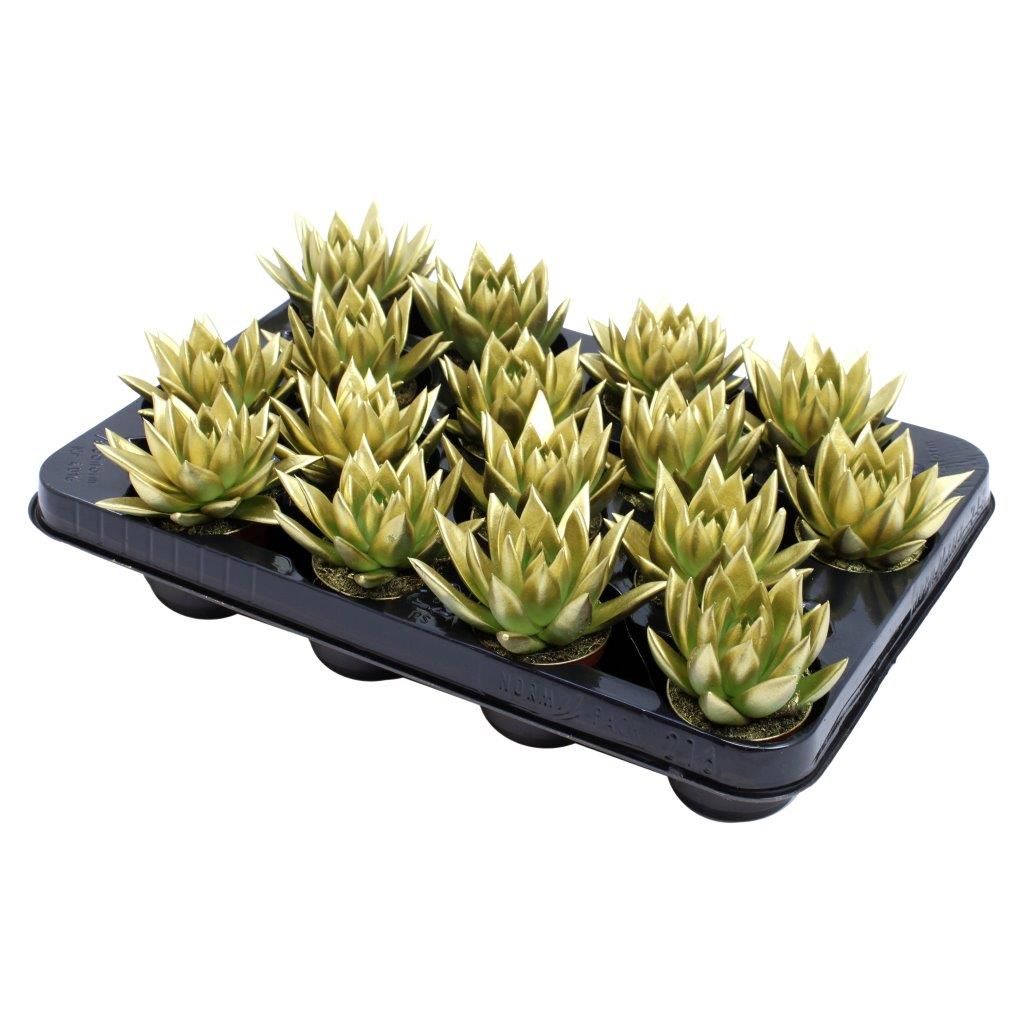 Miranda coloured gold, D 6 cm