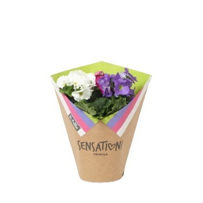 Primula 'Touch Me' !Sensation! Carnaval P14 in 'Be Present' cadeauverpakking, D 14