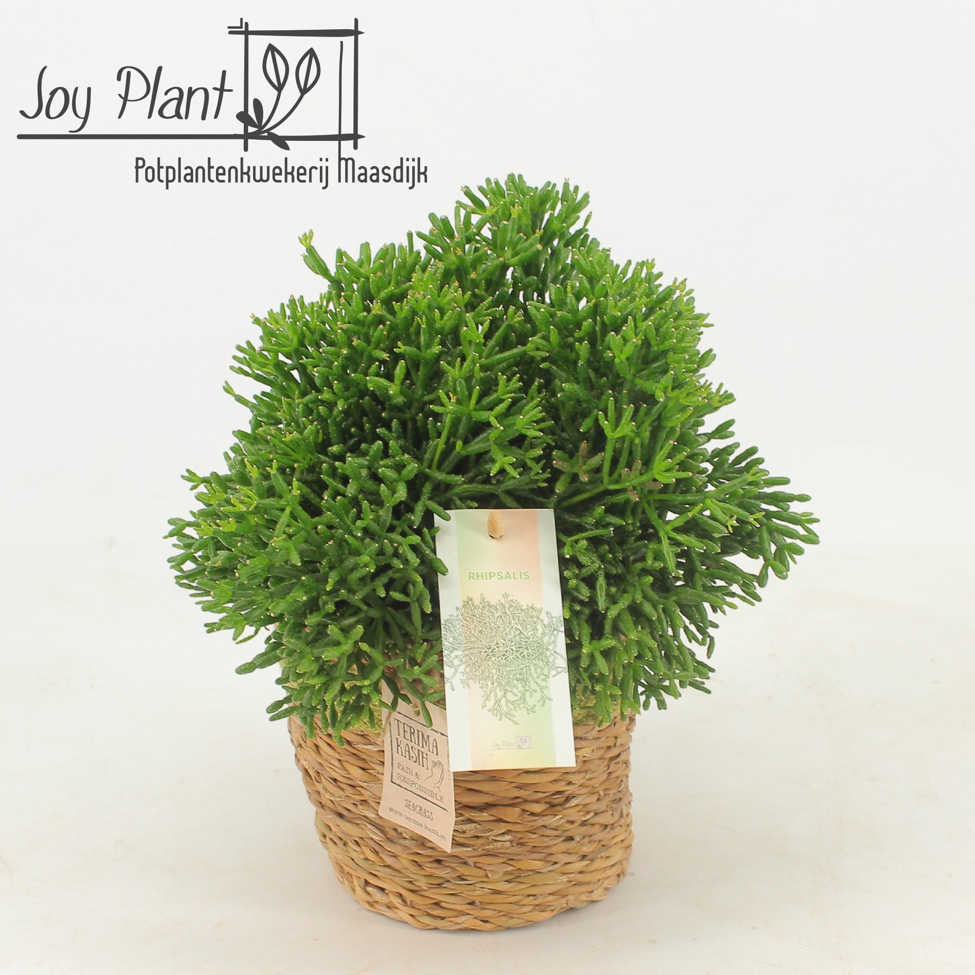 Rhipsalis Hatiora P12 Mand Gaby Green, D 13 cm