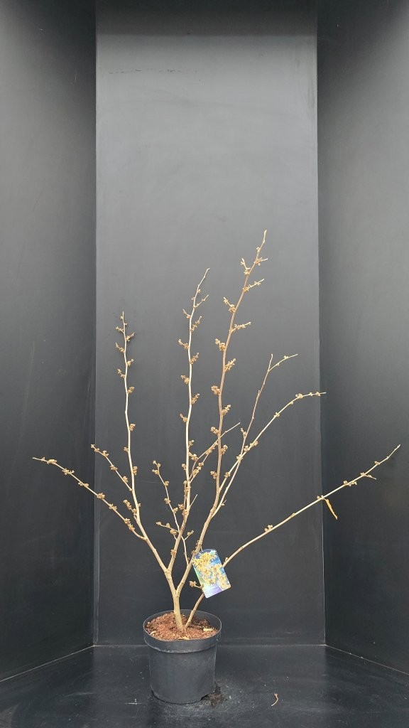 Hamamelis intermedia 'Pallida', D 29