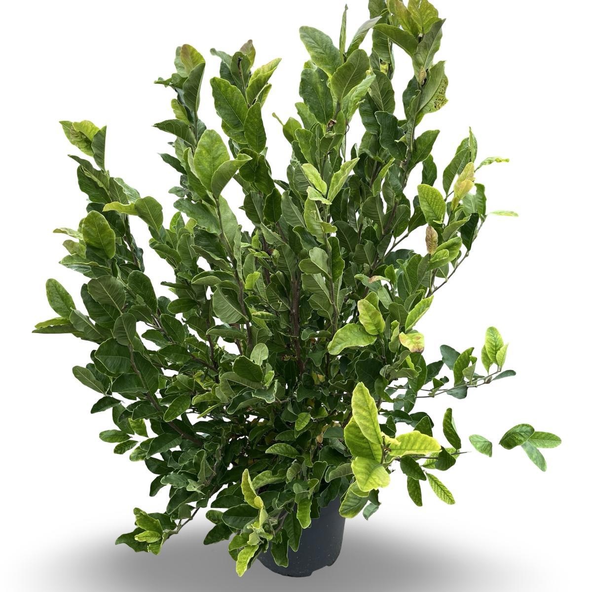 Magnolia stellata, D 31 cm