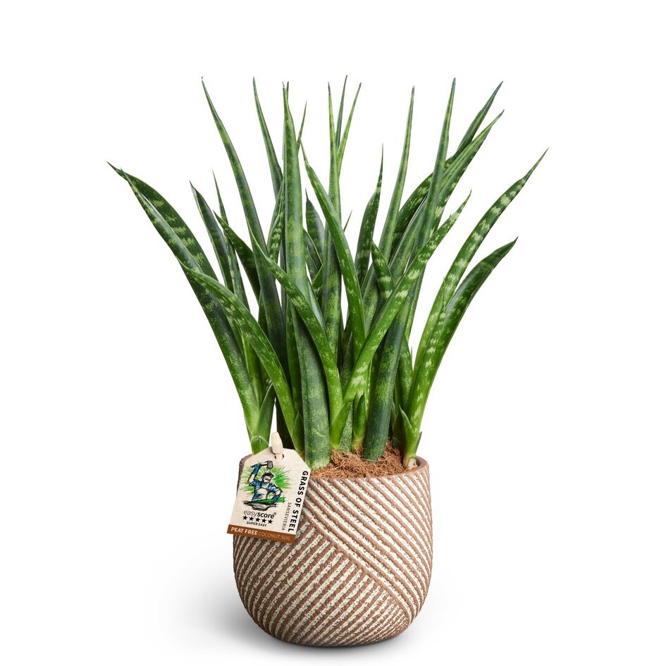 SANSEVIERIA PARVA 40932542 Grove 'FERNWOOD', D 10 cm SANSEVIERIA PARVA 40932542 Grove 'FERNWOOD', D 10 cm