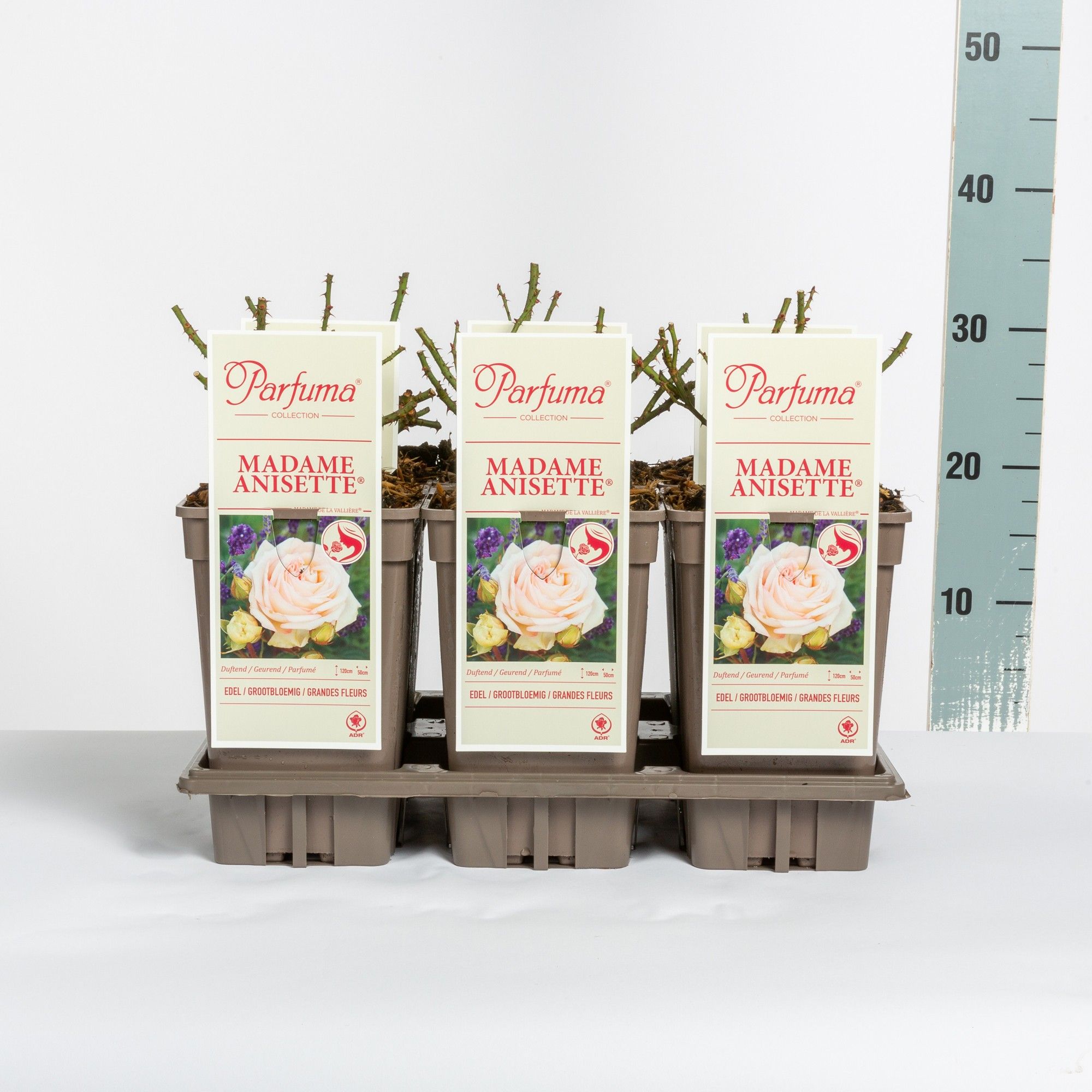 Rosa Parfuma (TH) Madame Anisette ®, C3, D 17