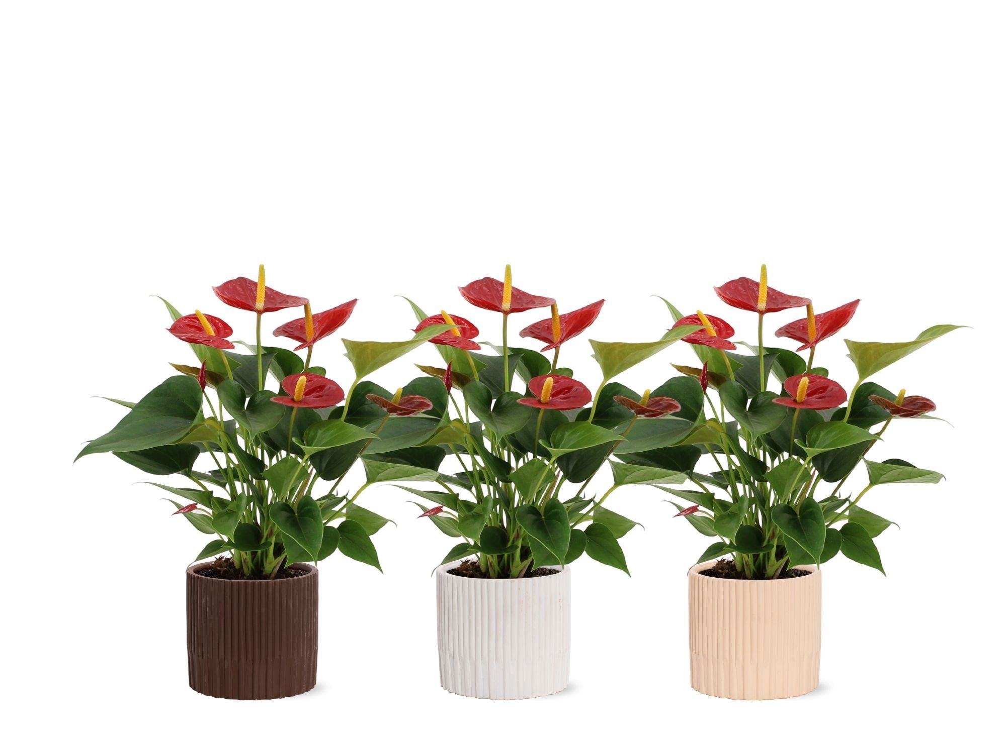 Anthurium Diamond Red in Lou ceramics, D 12
