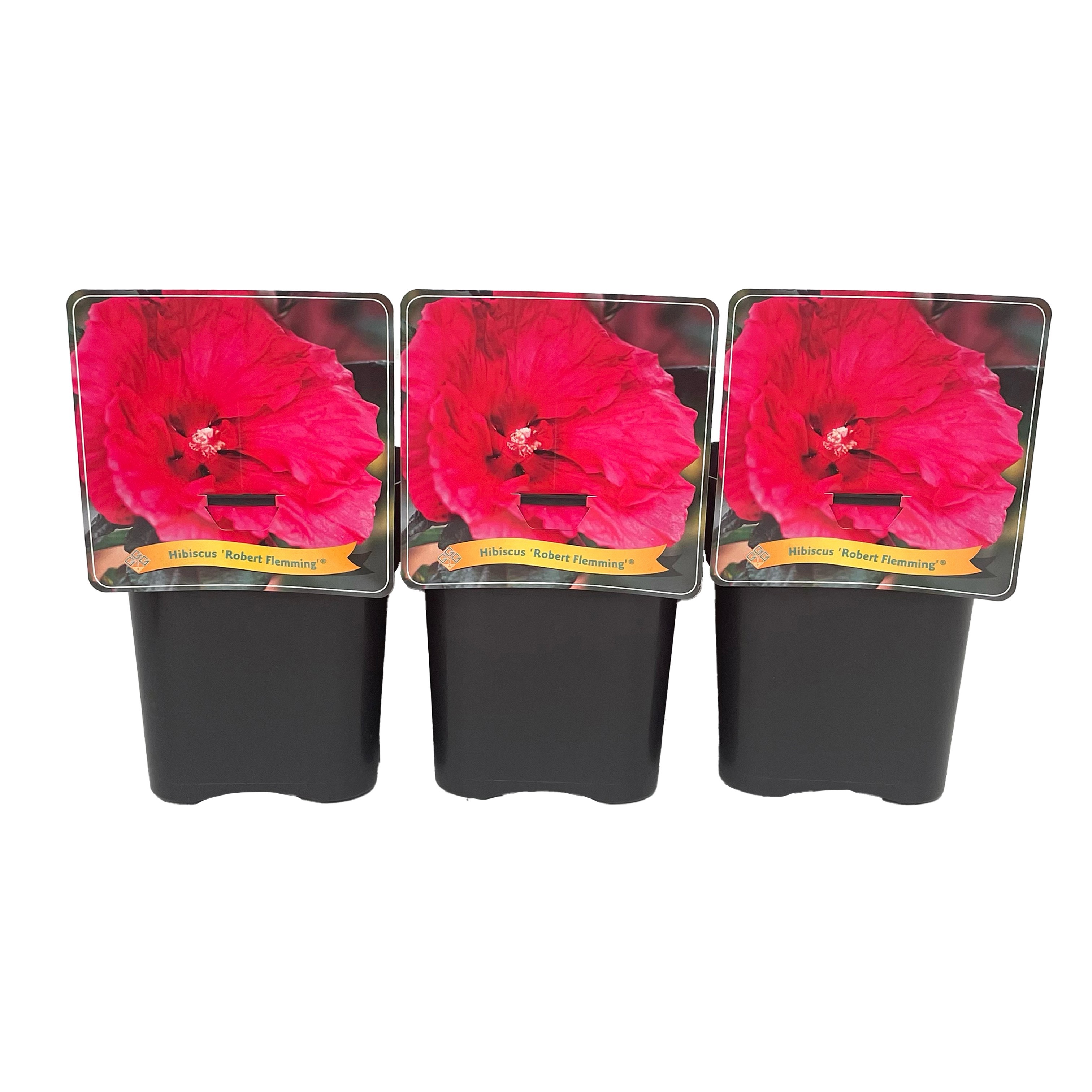 Hibiscus 'Robbert Flemming' C5, D 21