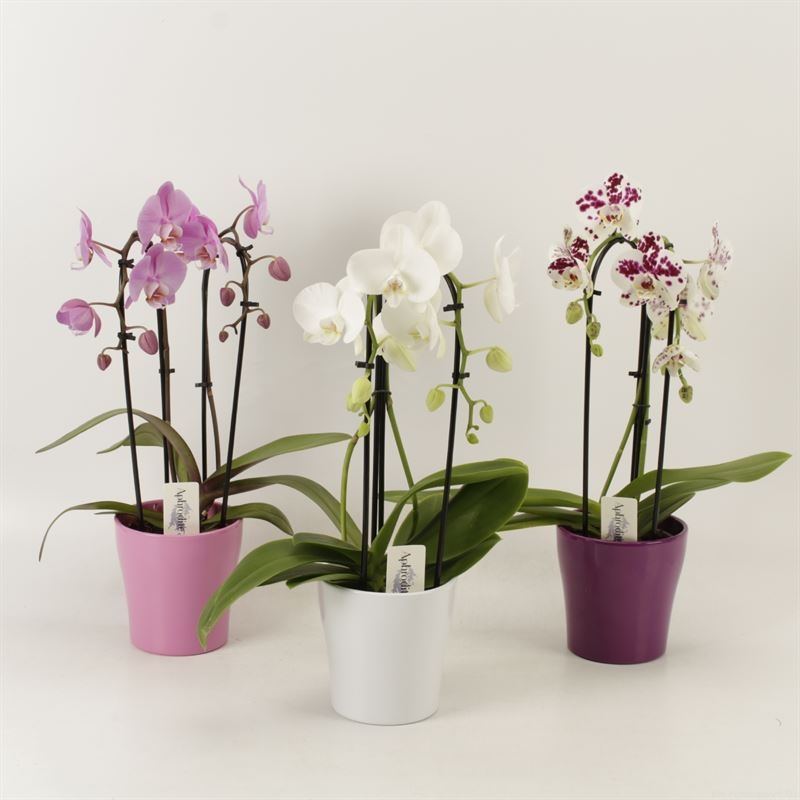 Phalaenopsis Elegant Cascade Duoboga gemengd in ton sur ton keramiek, D 12