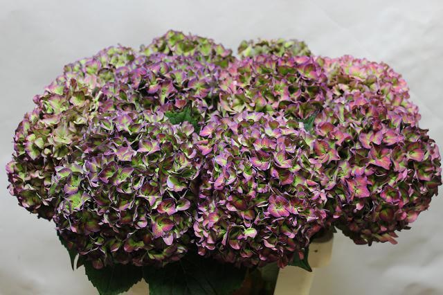 Гортензия Родео Классик 60, шт.