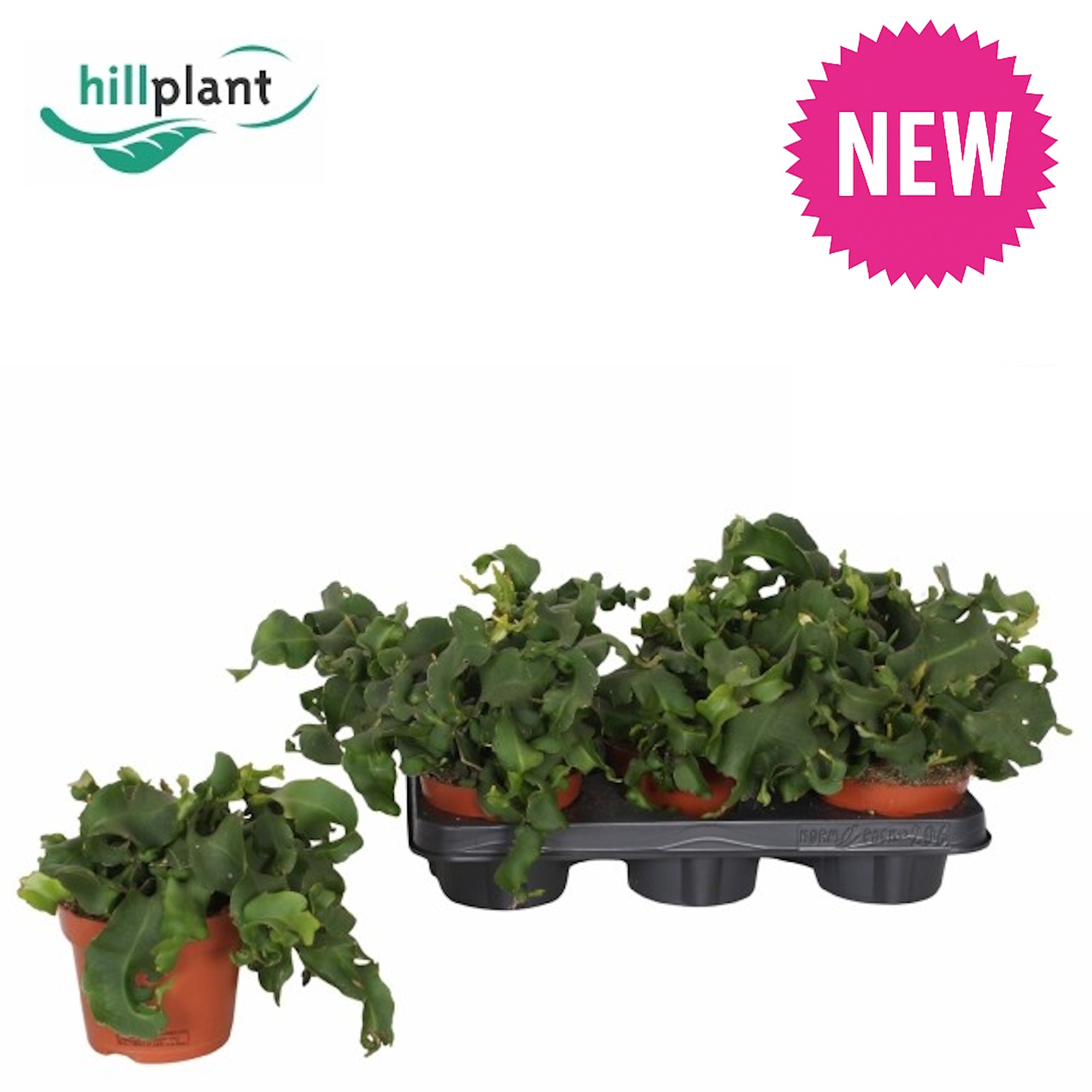 Epiphyllum guatamalensis 12 cm NEW, D 12 cm