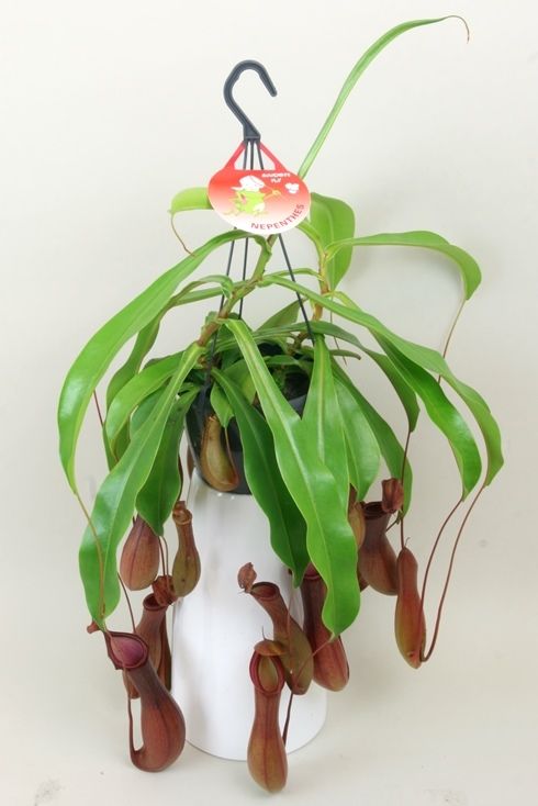 Nepenthes 'Alata', D 15