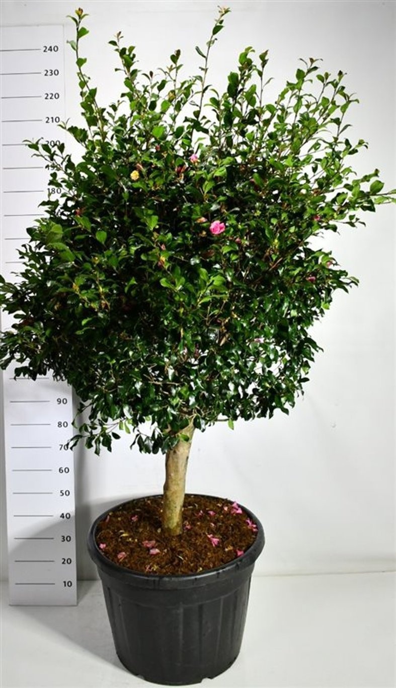 Camellia j. 'Cleopatra', D 65