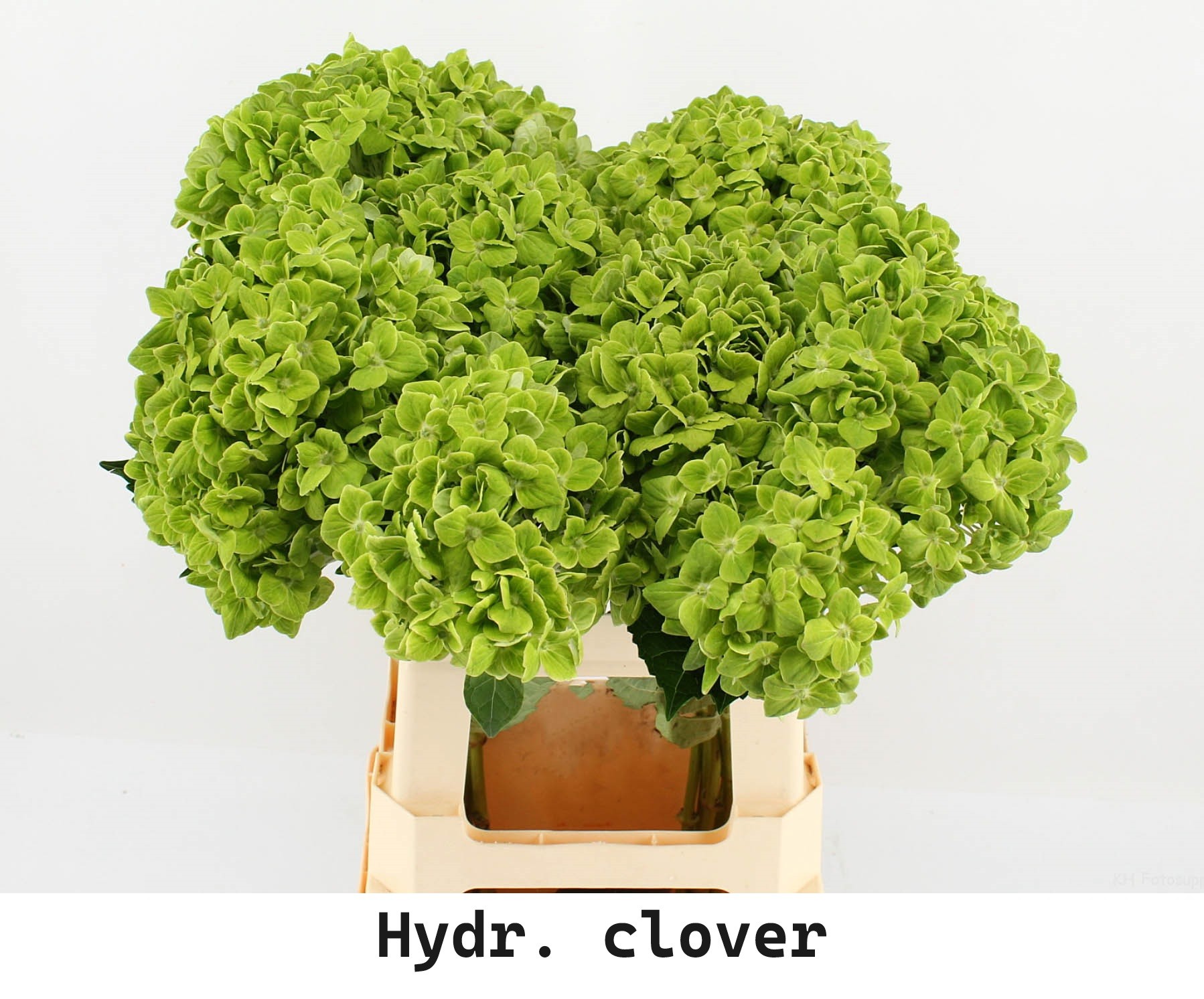 Гортензия Овериг 60, шт.