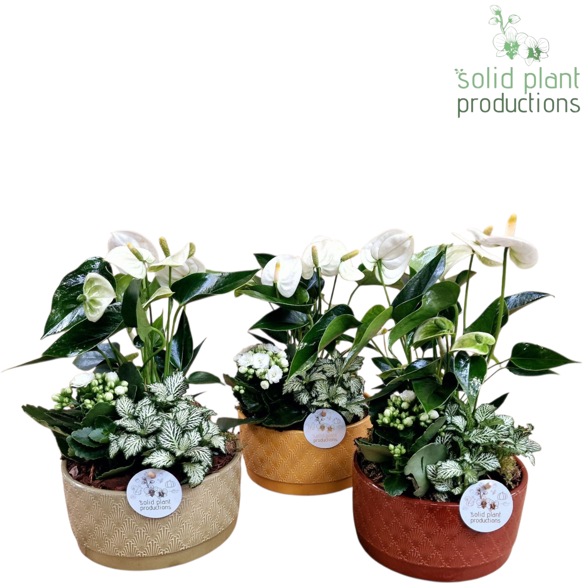 NV007 Sarah Jungle Anthurium, D 19