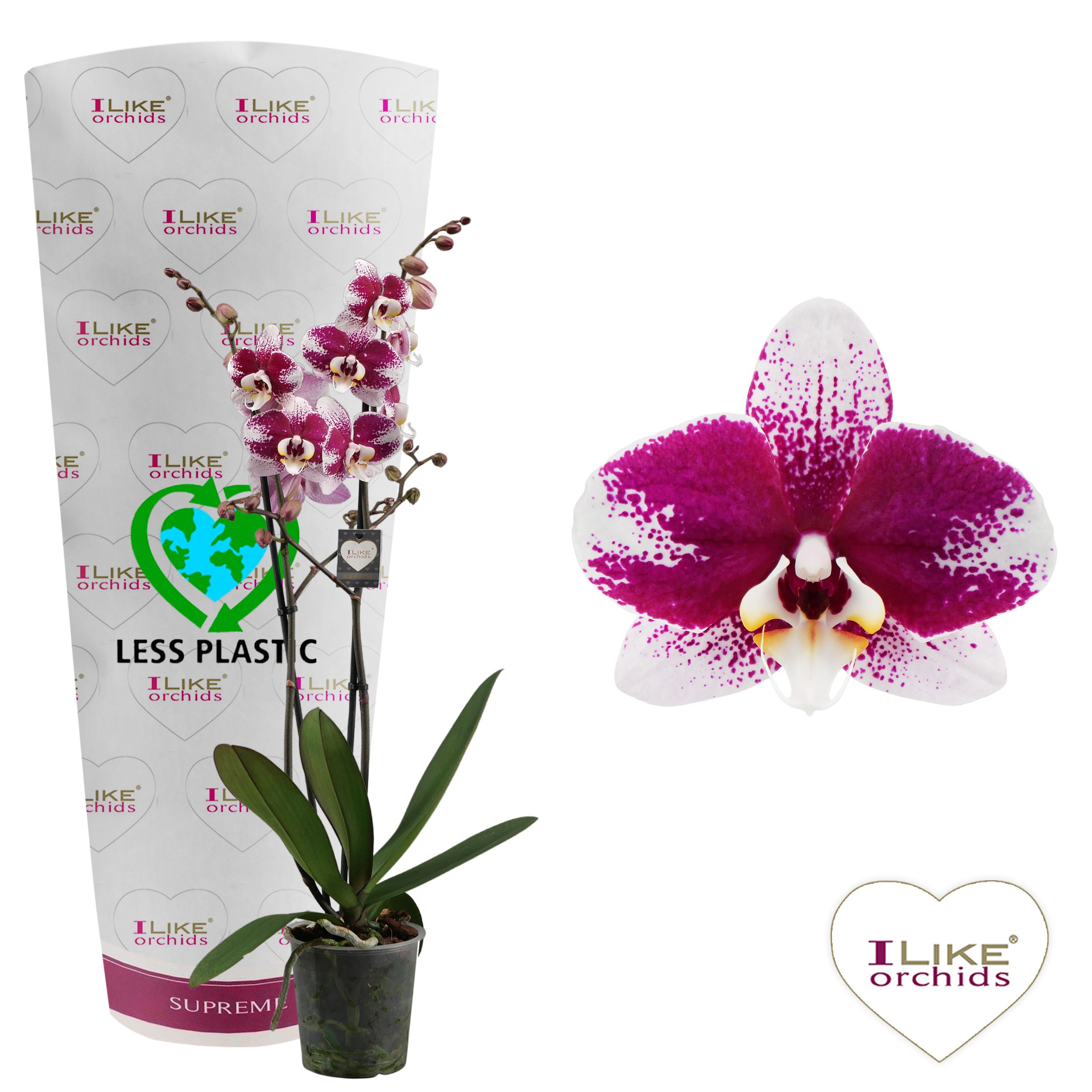 Phalaenopsis Barcelona - 2 tak 70cm (Less Plastic), D 12