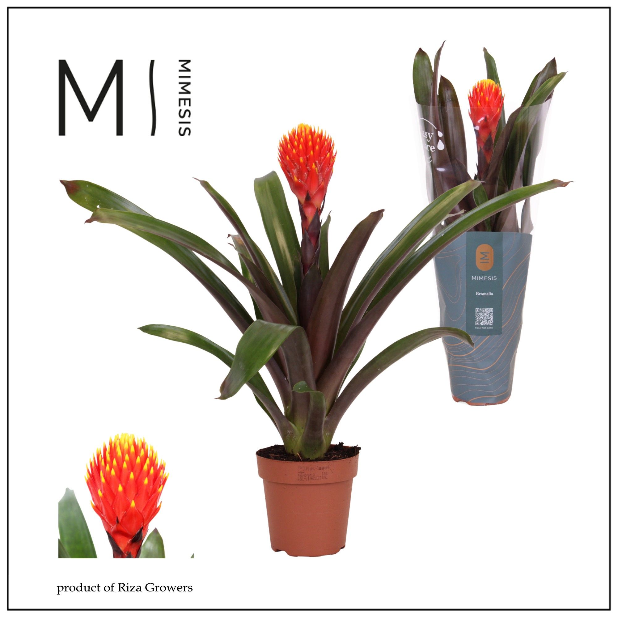 Guzmania Rockyflower Tala - 12cm | Mimesis, D 12
