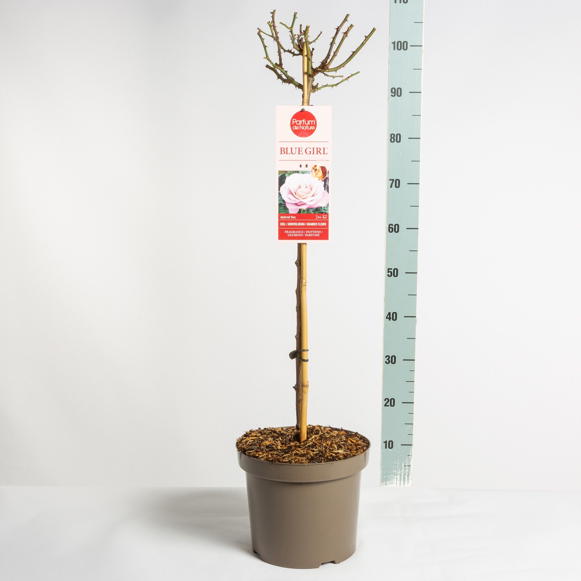 Parfum de Nature Blue Girl ® stam 70, C7.5, D 26