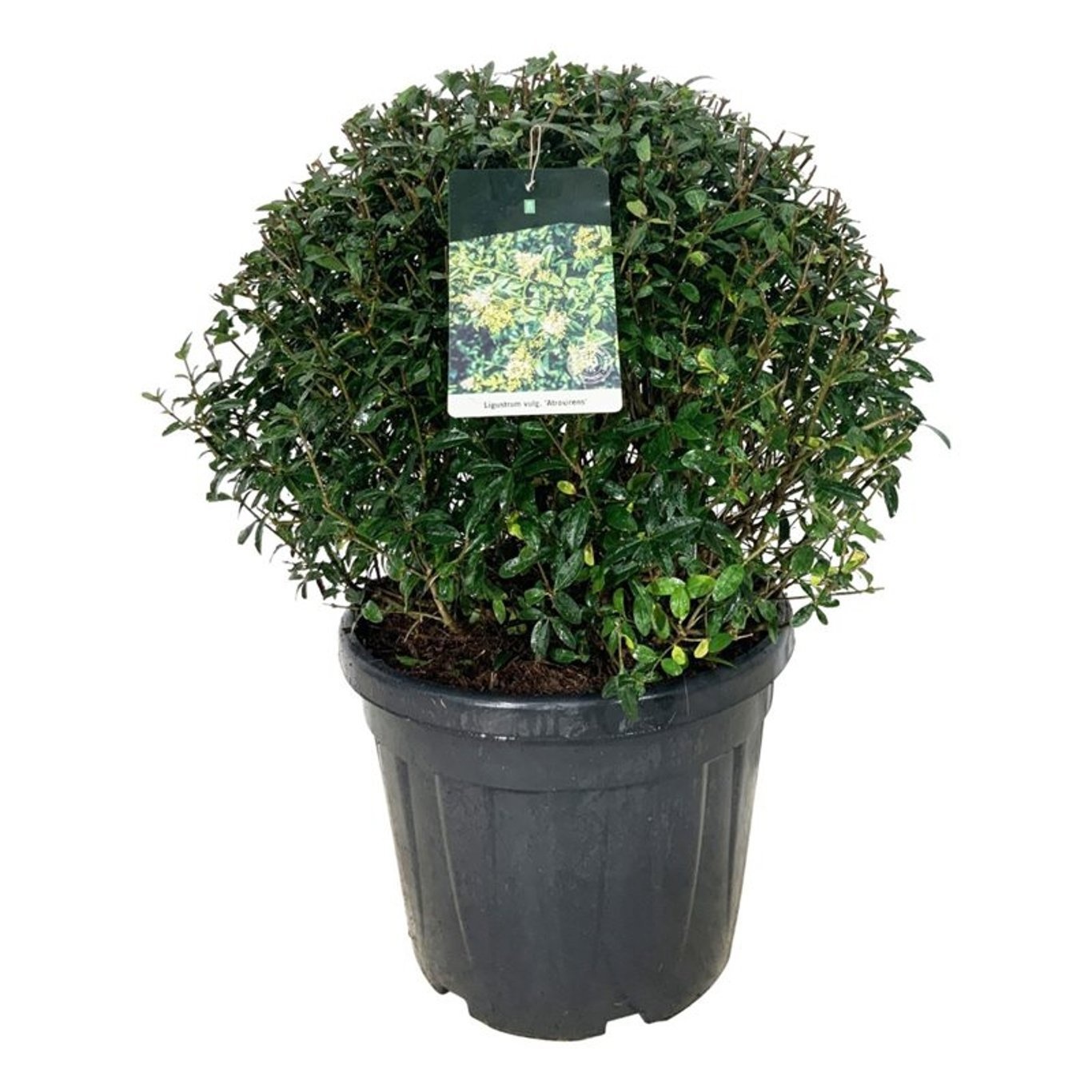 Ligustrum vulg. 'Atrovirens', D 47