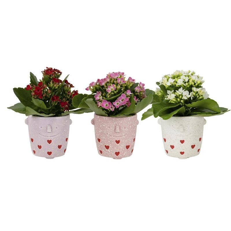 Lovestruck with Kalanchoe, D 6