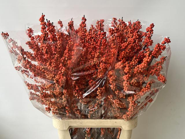 Илекс Винтер Голд 100, шт.