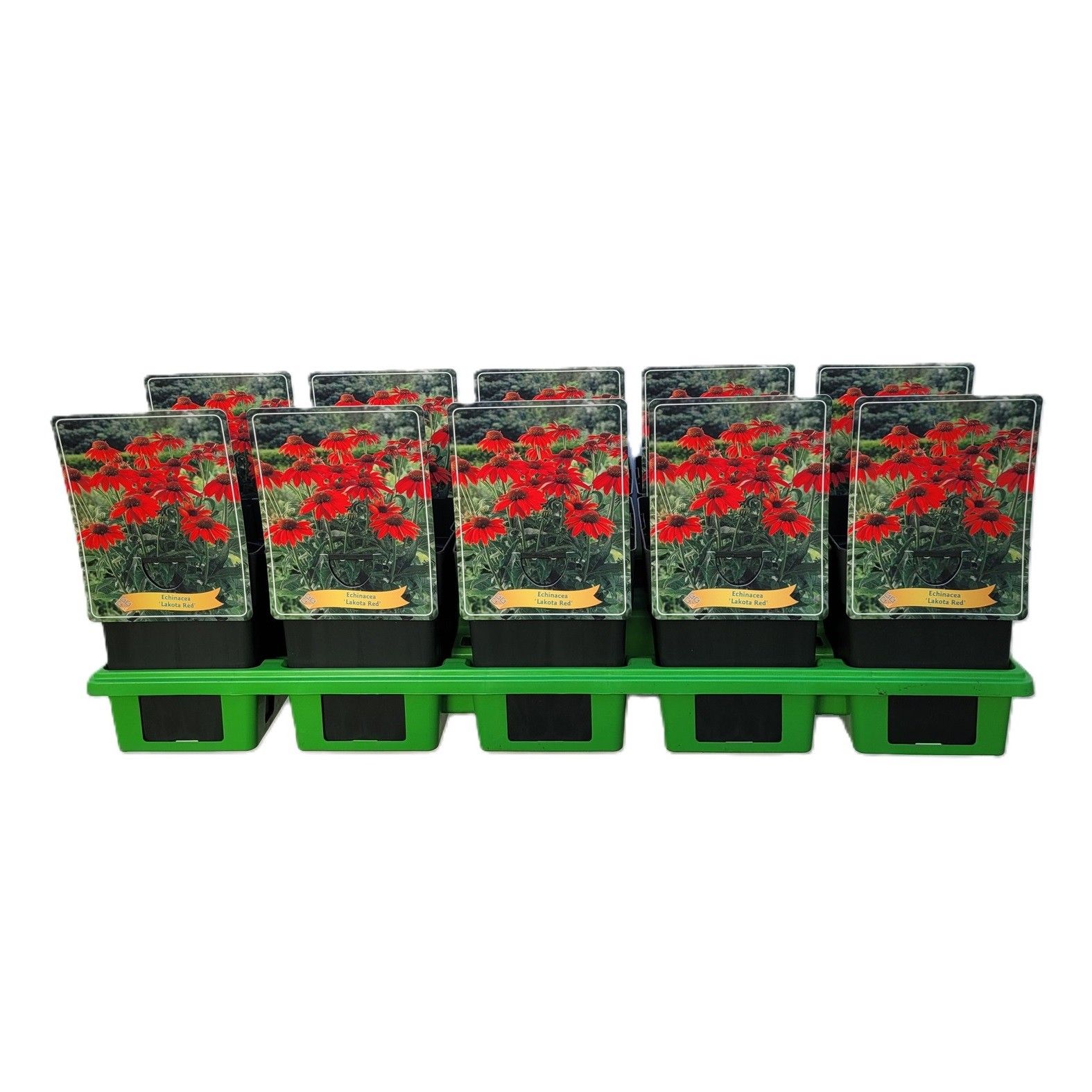 Echinacea 'Lakota red' P11, D 11