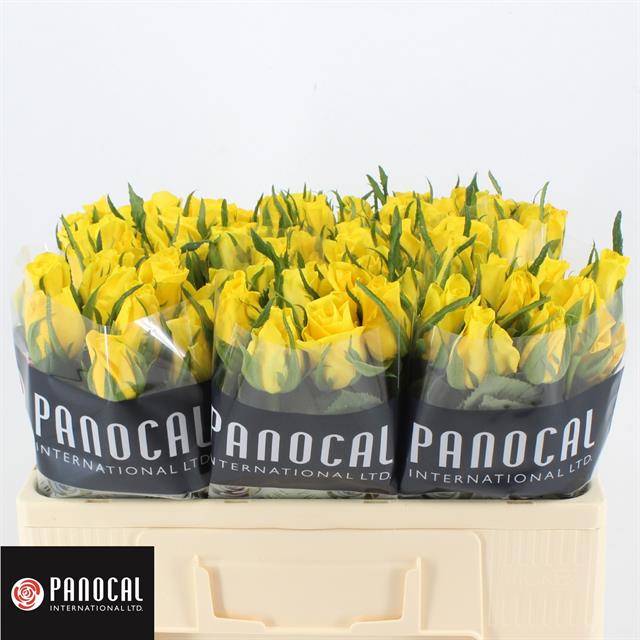 Роза од. Мунвок 50, шт.