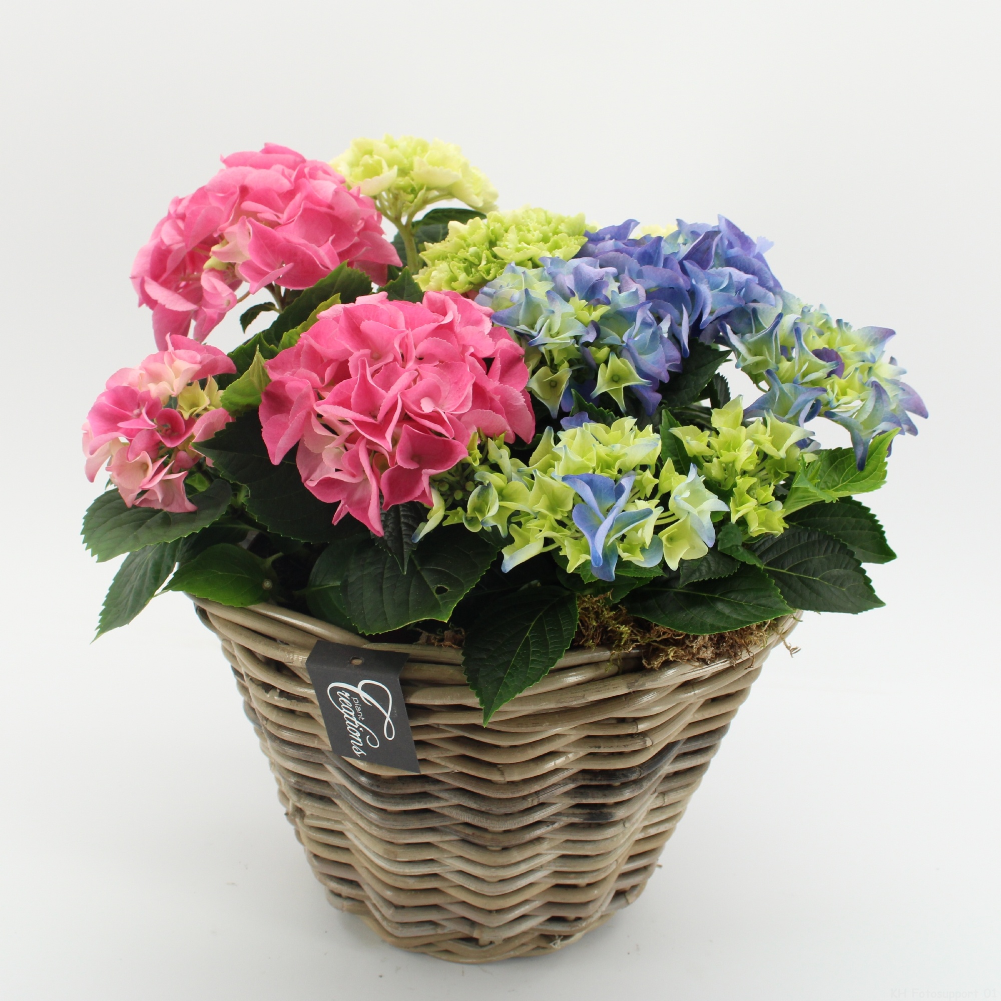 KHCR-2612M Hydrangea creations, D 29