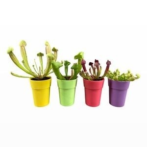 Sarracenia mix 5,5 cm in kleuren sierpot, D 6 cm Sarracenia mix 5,5 cm in kleuren sierpot, D 6 cm