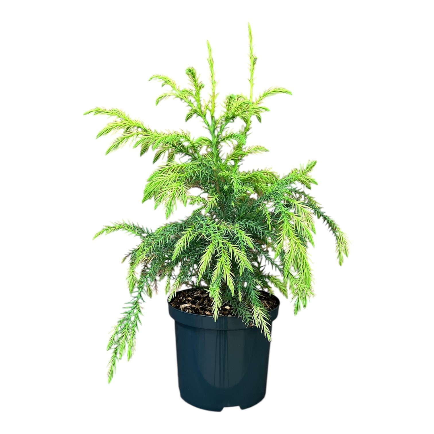 Cryptomeria j. 'Sekkan', D 18