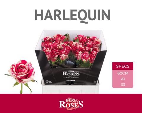 Роза од. Арлекин 60, шт.