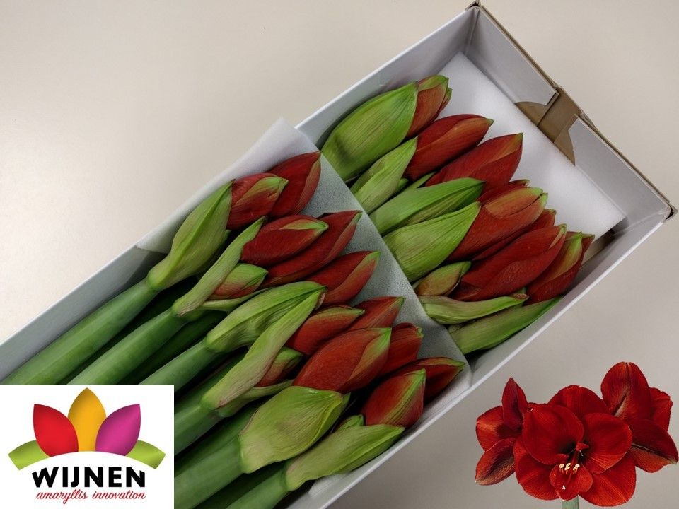 Амарилис Феррари (красн.) x12, шт.