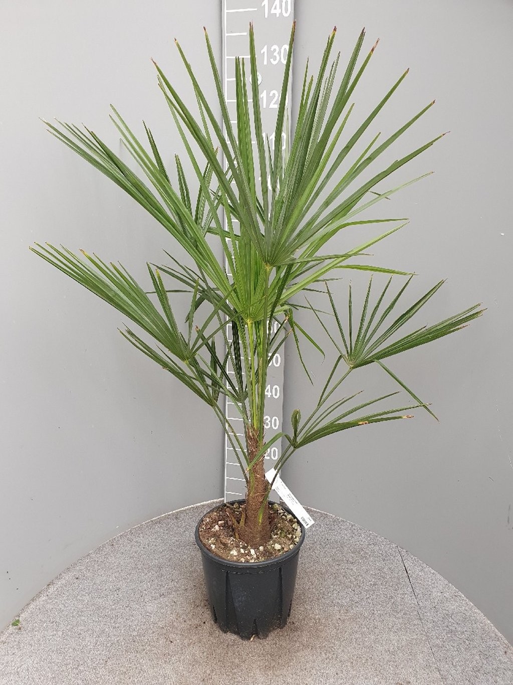 Trachycarpus fortunei, D 24