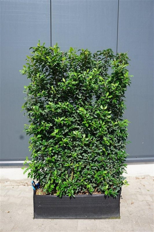 Prunus lusitanica 'Brenelia', haagelement, D 100