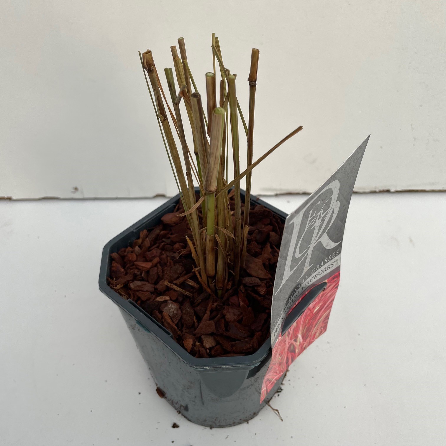 Pennisetum 'Fireworks', D 17