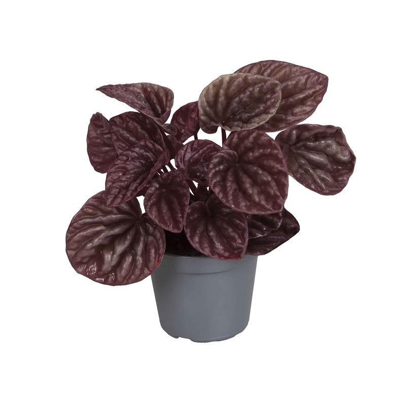 PEPEROMIA CAPERATA 'RØD LUNA', D 6 cm PEPEROMIA CAPERATA 'RØD LUNA', D 6 cm