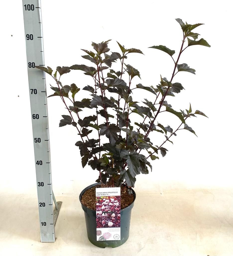 Physocarpus opulifolius Lady in Red, D 26