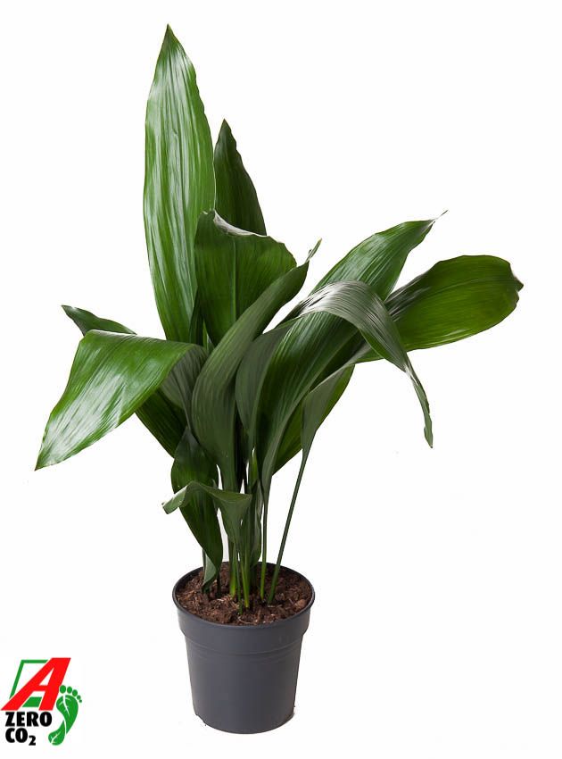 Aspidistra Elatior P21, D 21 cm Aspidistra Elatior P21, D 21 cm
