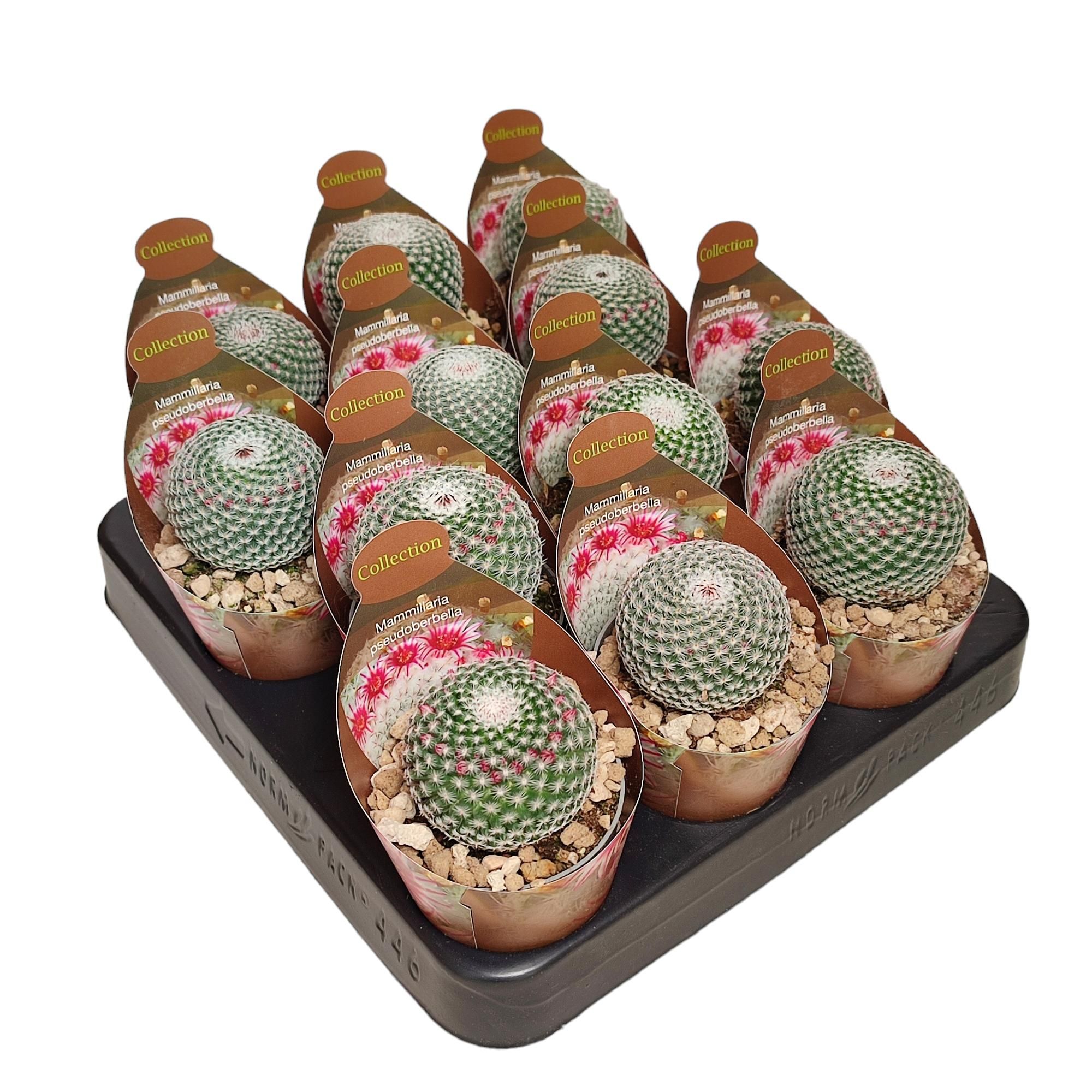 MAMMILLARIA PSEUDOPERBELLA - POT Ø 6,5 - COLLECTION WITH POTCOVER (CACTUS), D 6,5