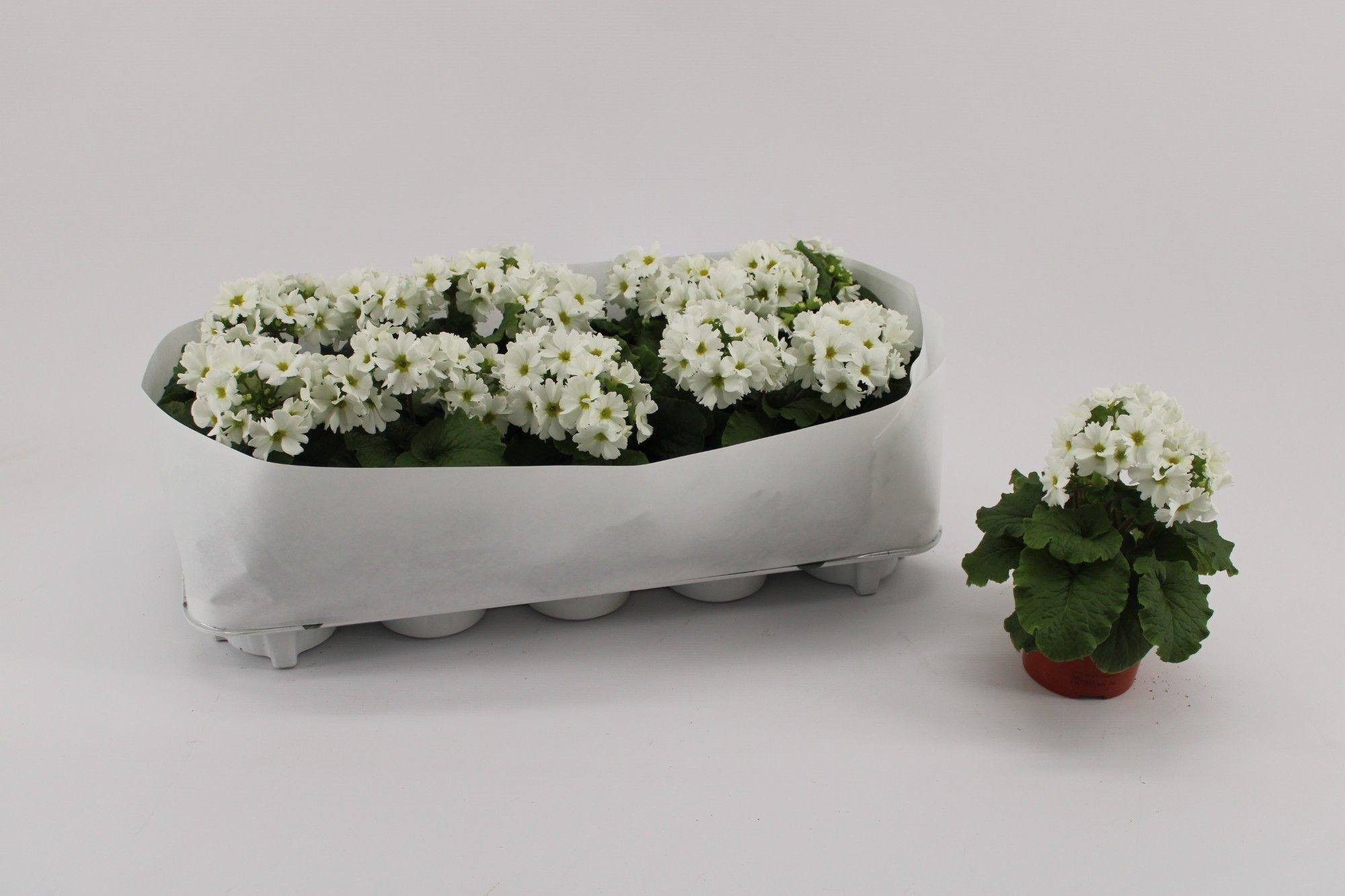 Primula Obconica white, D 10,5