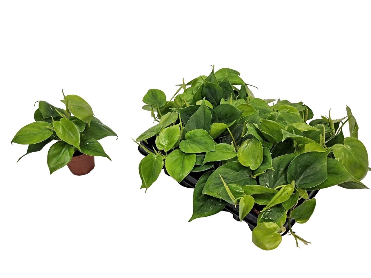 Philodendron Scandens, D 8,5