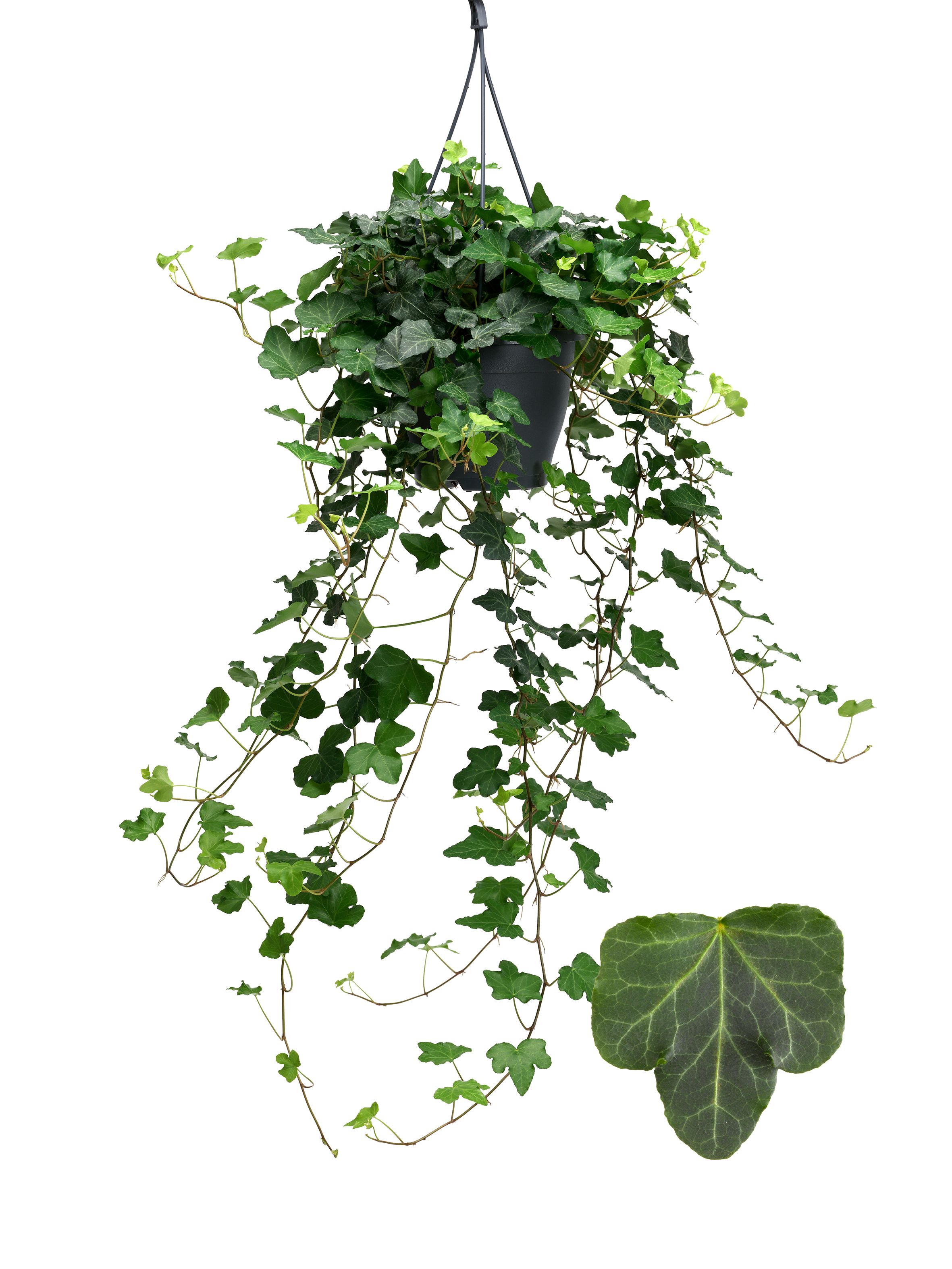 Wonder 19cm, D 19 cm