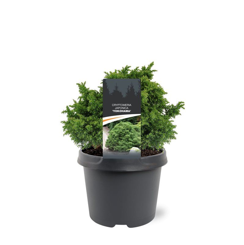 Cryptomeria japonica 'Yokohama', D 19