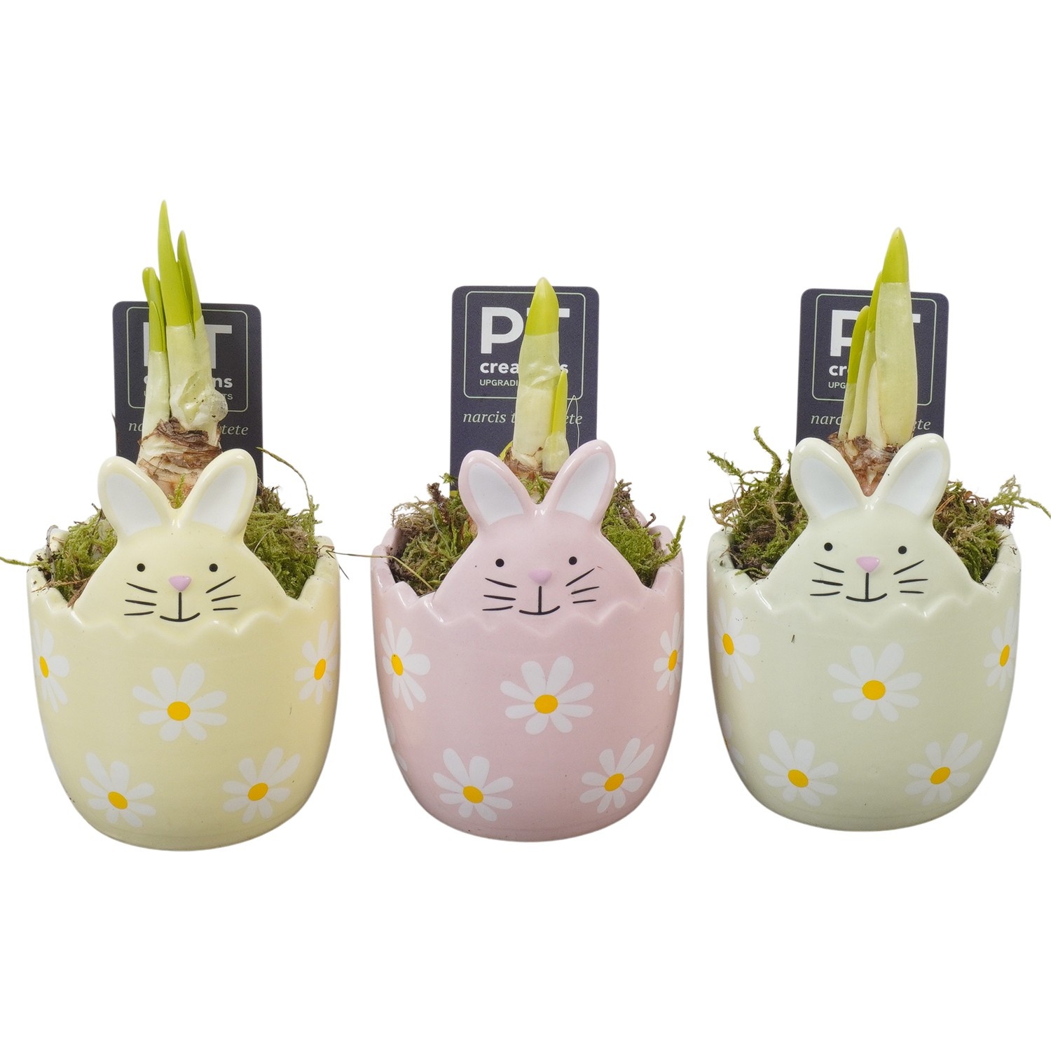 PTNP4541 Arrangement Narcissus Easter in keramiek konijn pot, D 7