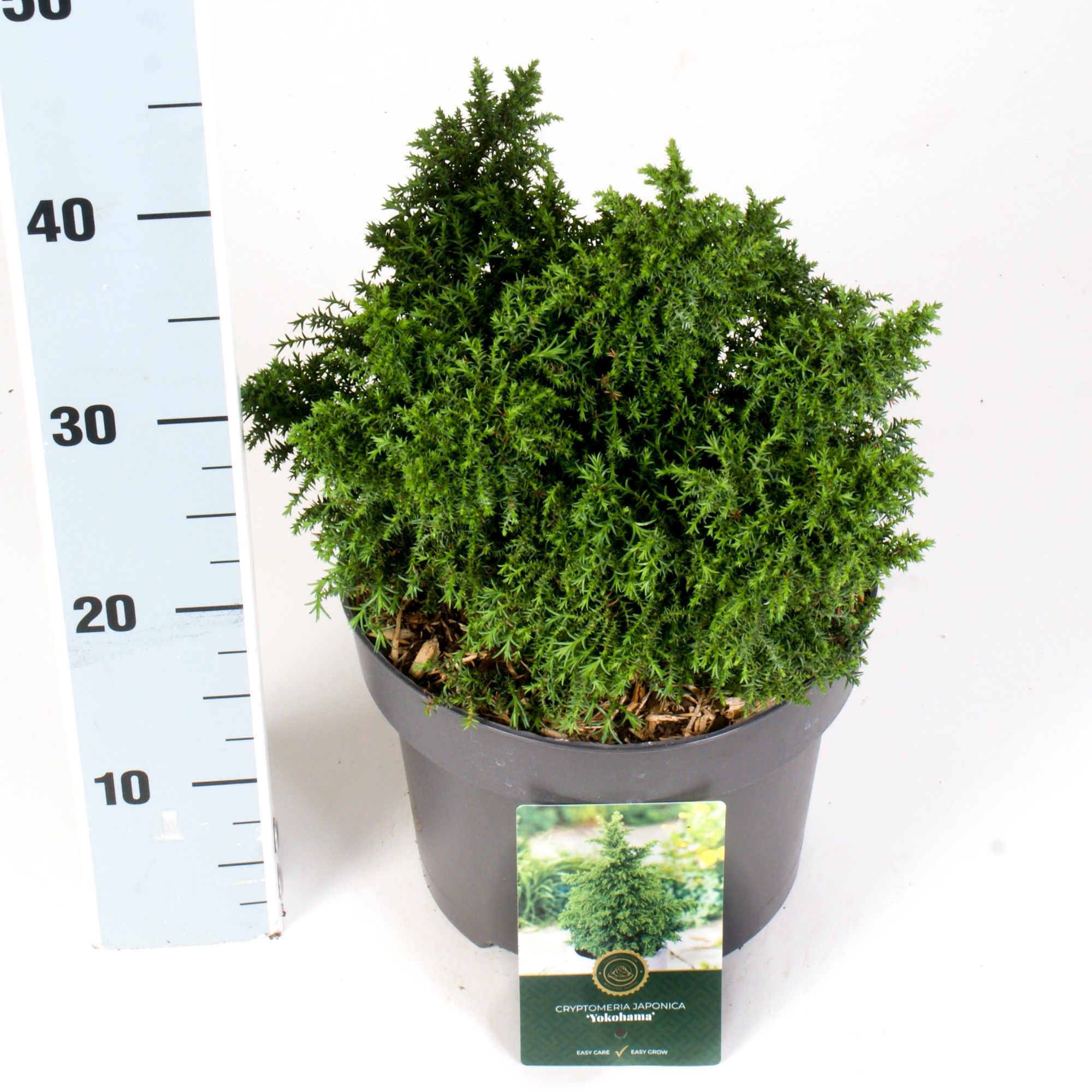 Cryptomeria j. 'Yokohama', D 23