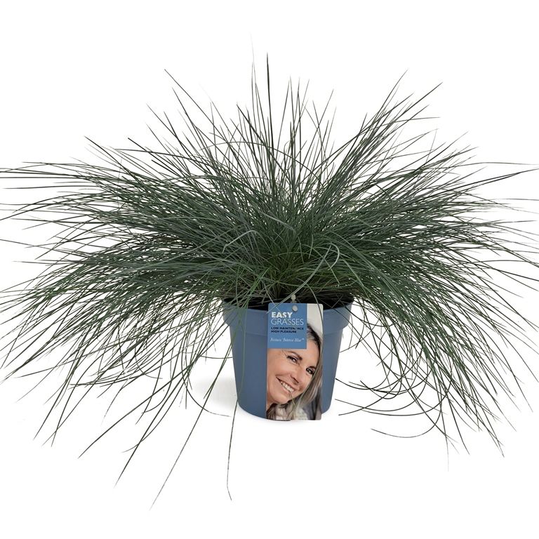 Festuca Intense Blue® BLAUW, D 17