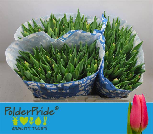 Тюльпан од. Милкшейк (ярко-роз.), шт.