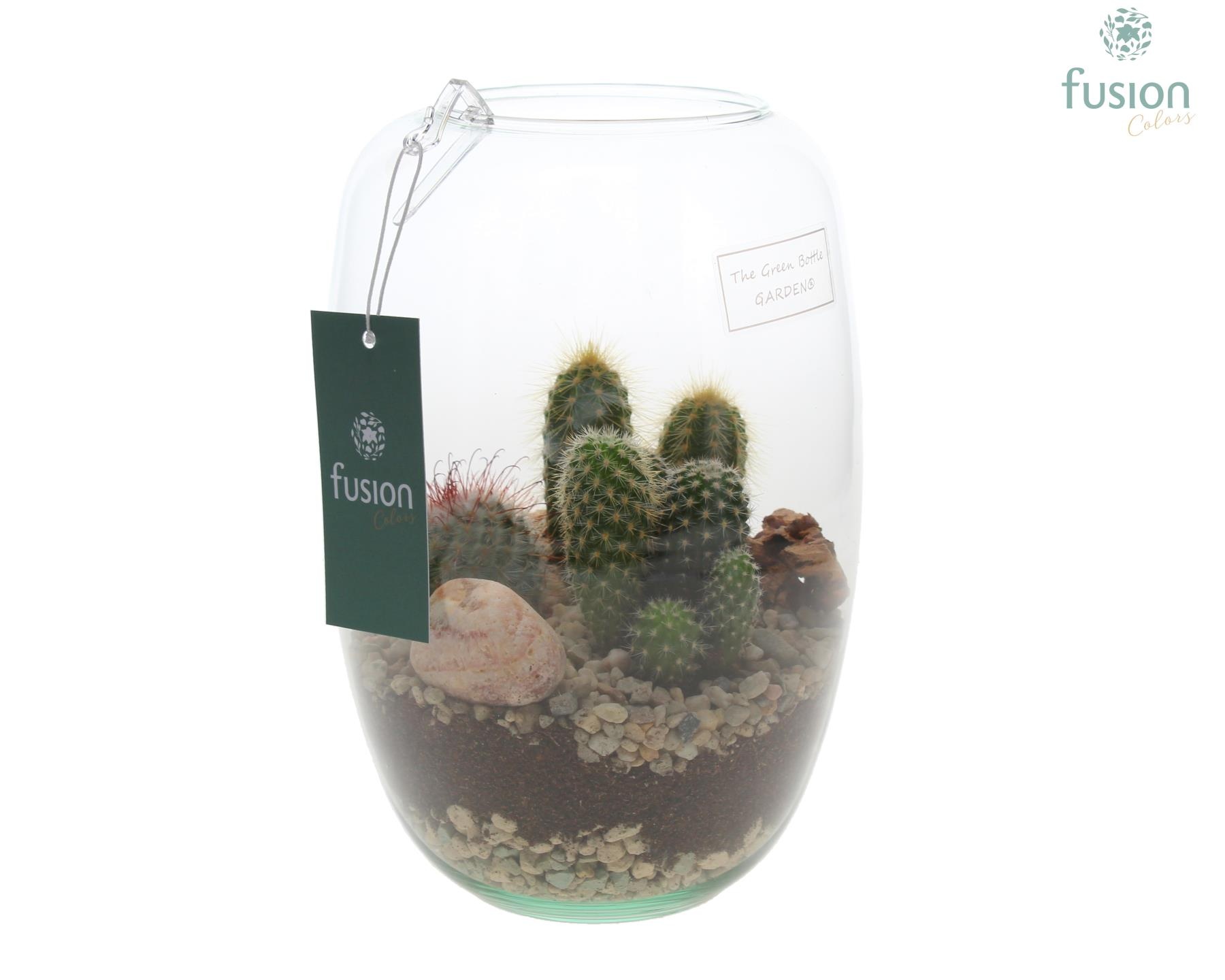 Green Bottle Isabella Small met Cactussen, D 15