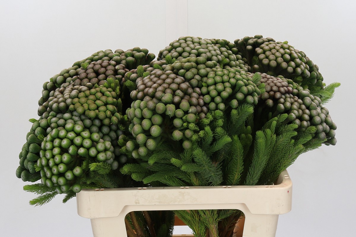 Бруния Альбифлора 60, шт.